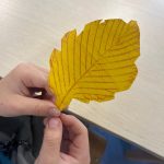 Frotaż jesiennych liści (2)