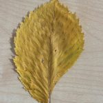 Frotaż jesiennych liści (4)