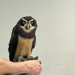 Skrzydlata Ferajna (12)