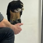 Skrzydlata Ferajna (19)