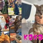 kokos